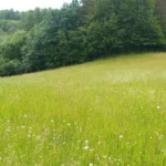 Artenreiche Wiese