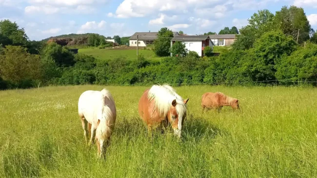 Weideglück